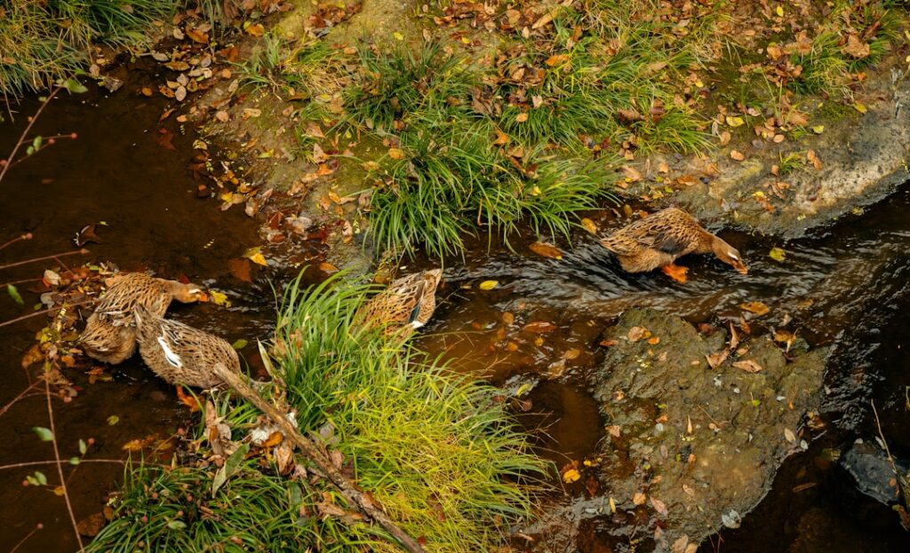 Three dead rabbits lie in a shallow stream.